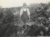 George McMorran Harvesting Loganberries