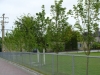 Victoria High's New Memorial Trees